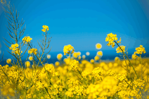 Things To Do Redmond Farmers Market